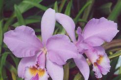 Орхидея каттлея - уход, цветение и размножение Каттлея желтая с малиновой губой