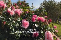 Отзывы о сортах роз (Каталог) Обрезка розы флорибунда