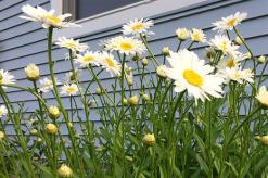 Ромашка садовая — описание внешних характеристики свойств цветка (115 фото) Ромашка садовая многолетняя